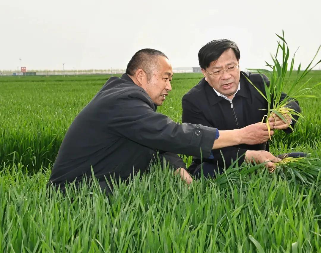 2023年3月25日，韩俊在淮北察看高标准农田苗情。杨竹 摄