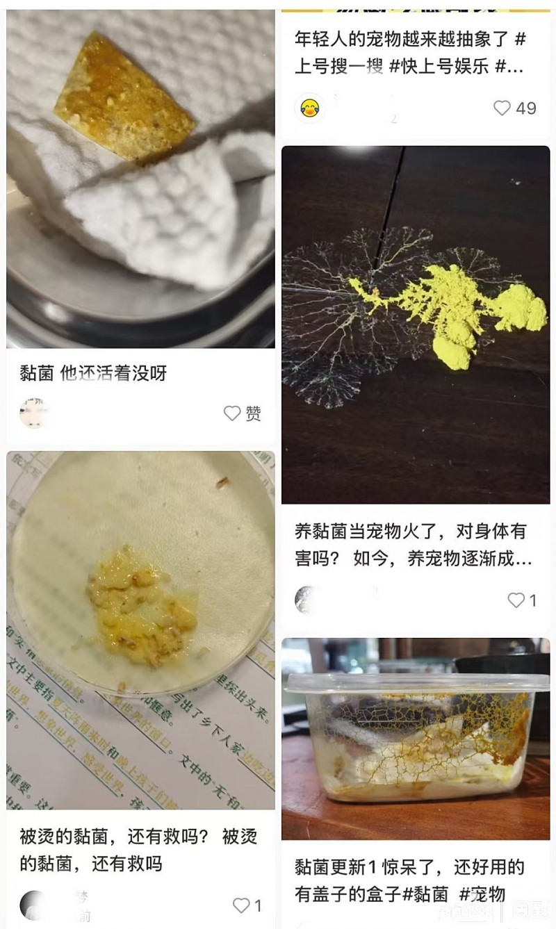 黏菌能当宠物养？专家：不要盲目跟风，并不适合每个人