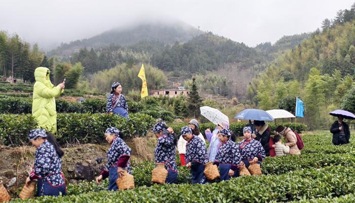 赣州高山茶春茶开采