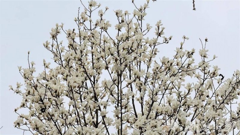 3月6日，东湖樱花园开放