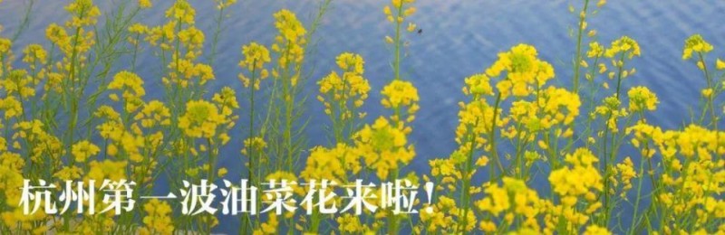 杭州春日顶流易主！50亩“赛博油菜花”提前炸街，遛娃拍照两不误～